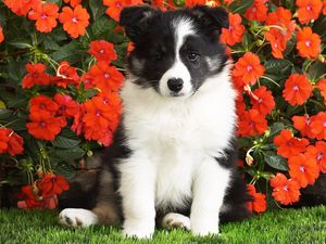 Превью обои собака, щенок, черный, белый, пятнистый, цветы