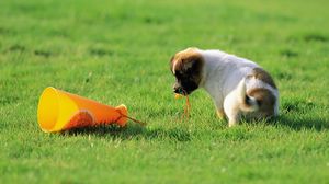 Превью обои собака, щенок, игрушка, трава, любопытство
