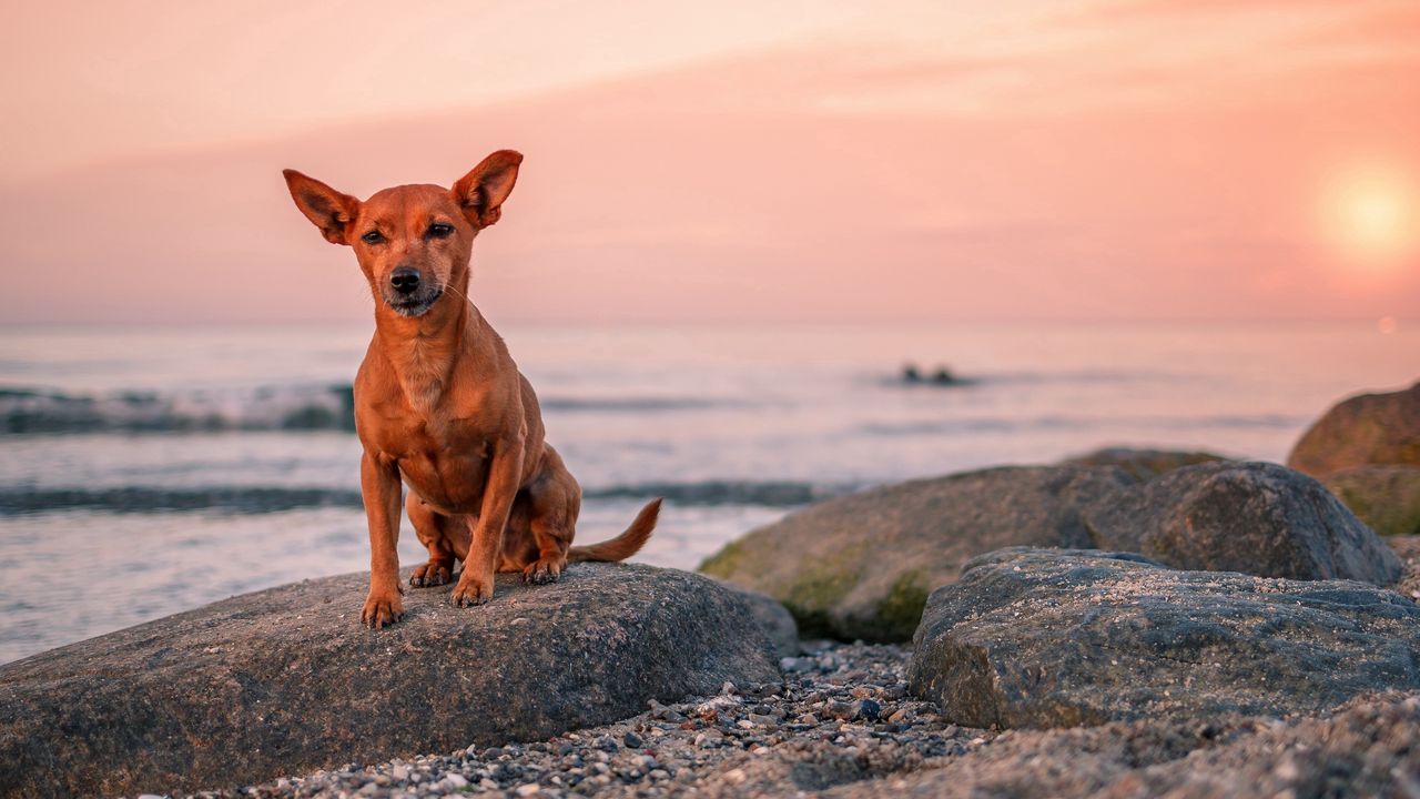 Обои собака, щенок, камень, море