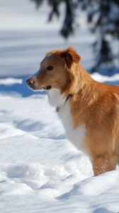 Превью обои собака, щенок, коричневый, снег