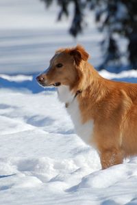 Превью обои собака, щенок, коричневый, снег