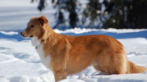 Превью обои собака, щенок, коричневый, снег