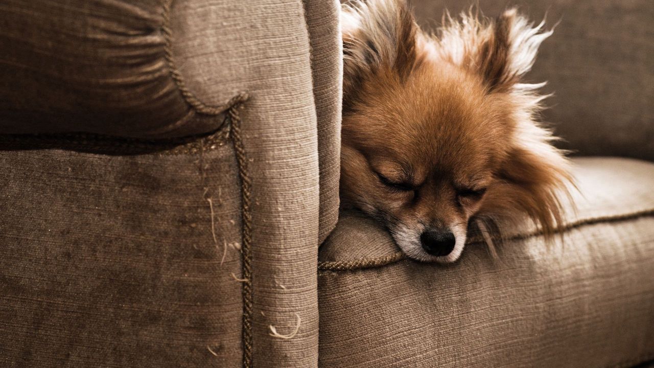 Обои собака, щенок, кресло, сон, пушистый