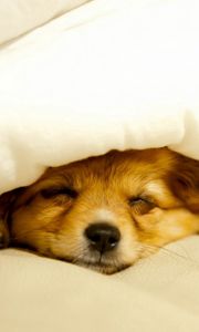Превью обои собака, щенок, одеяло, лежать, выглядывать