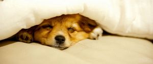 Превью обои собака, щенок, одеяло, лежать, выглядывать