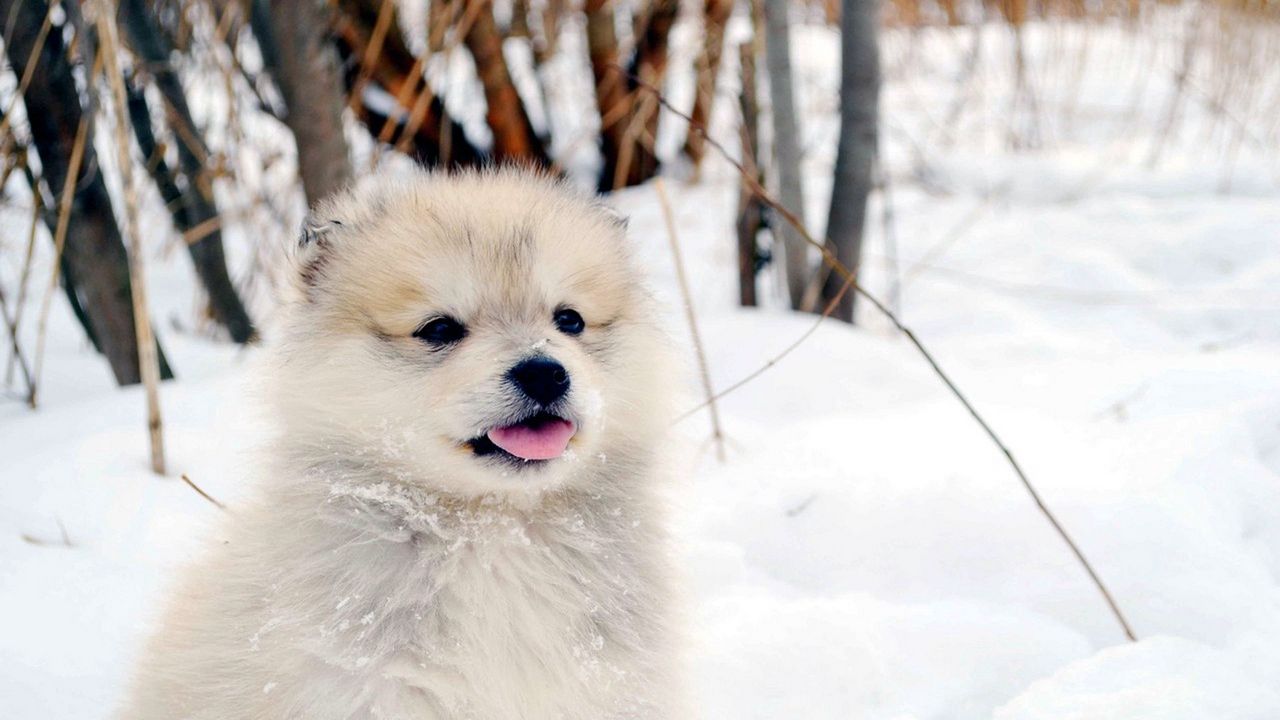 Обои собака, щенок, снег, пушистый