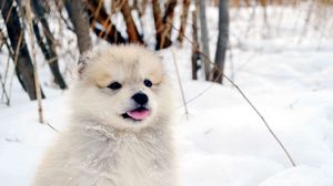 Превью обои собака, щенок, снег, пушистый