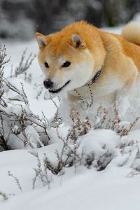 Превью обои собака, щенок, снег, бежать, прыжок