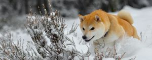 Превью обои собака, щенок, снег, бежать, прыжок