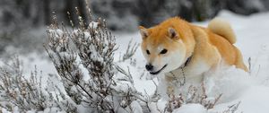 Превью обои собака, щенок, снег, бежать, прыжок