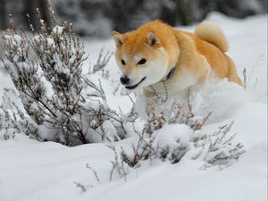 Превью обои собака, щенок, снег, бежать, прыжок