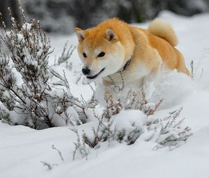 Превью обои собака, щенок, снег, бежать, прыжок