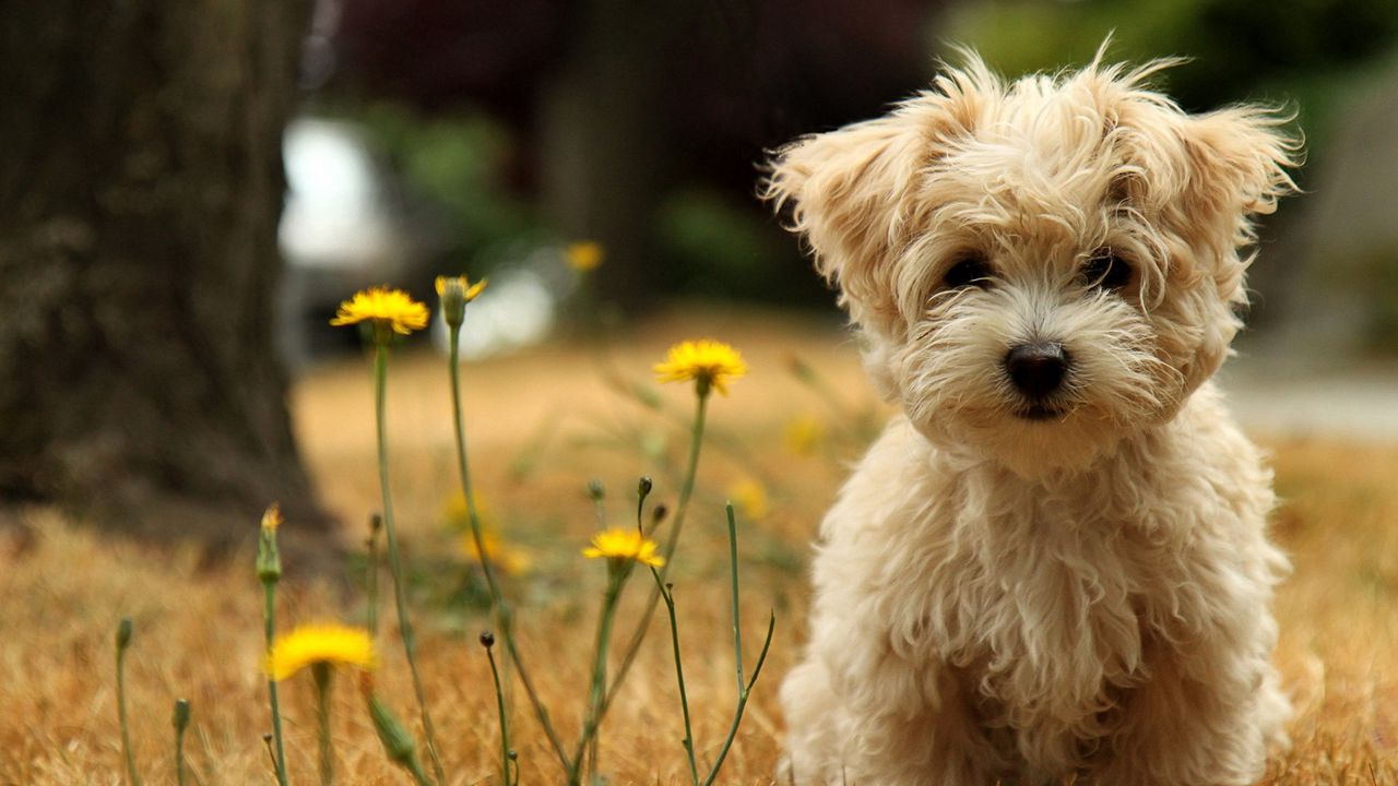 Обои собака, щенок, трава, цветок