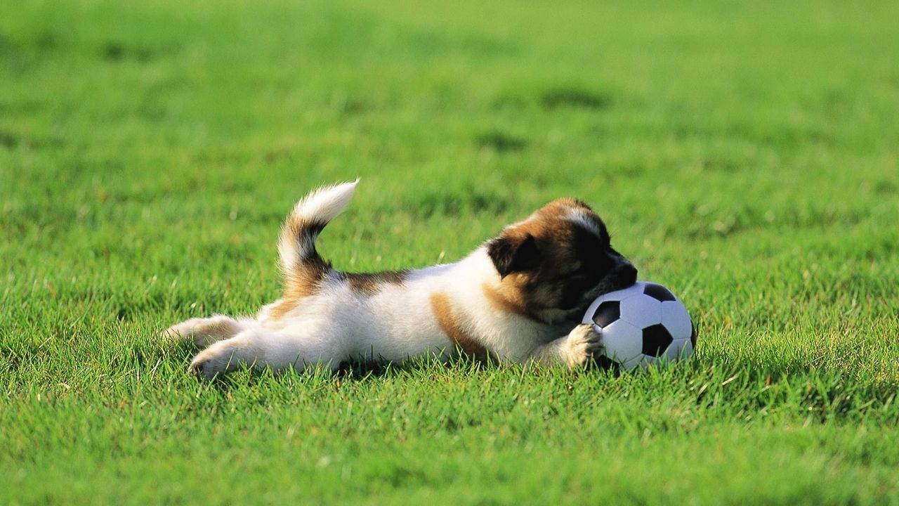 Обои собака, щенок, трава, мяч, игрушка, игривый