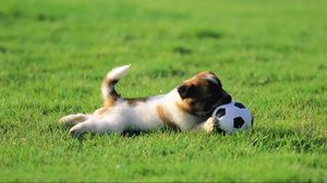 Превью обои собака, щенок, трава, мяч, игрушка, игривый