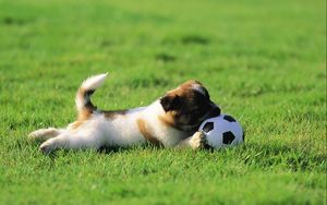 Превью обои собака, щенок, трава, мяч, игрушка, игривый