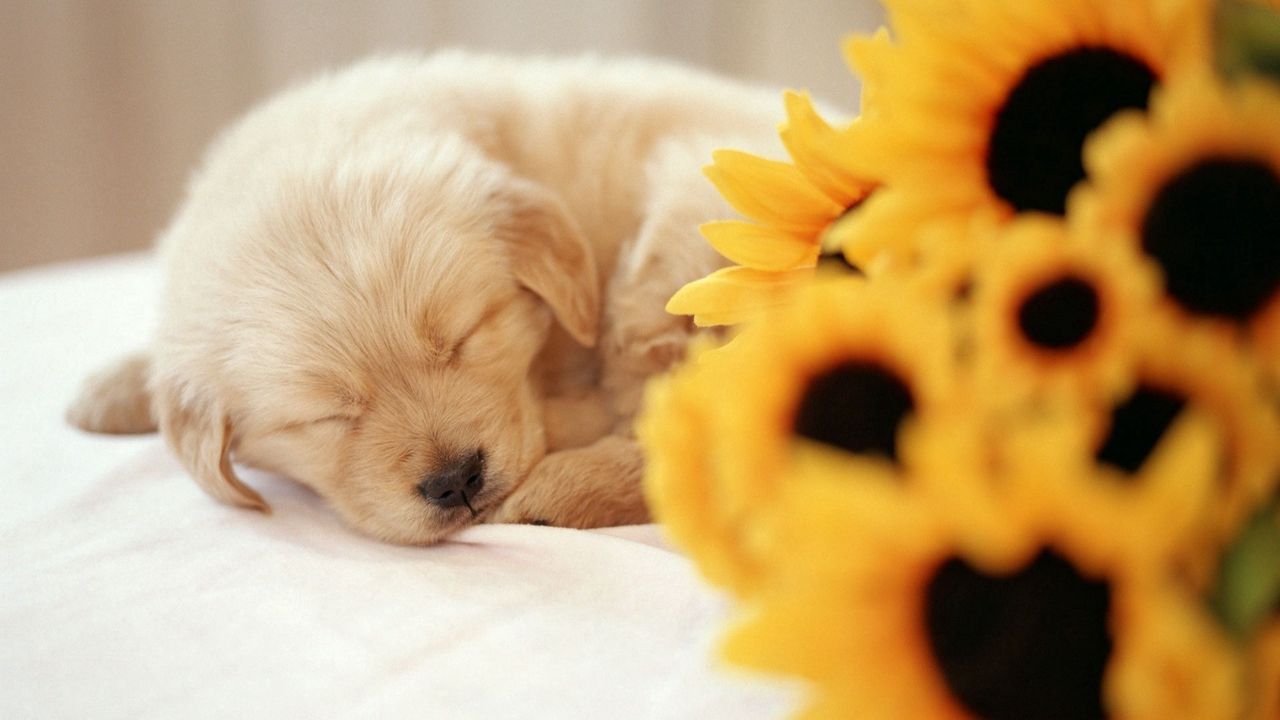 Обои собака, щенок, цветок, морда, сон