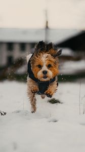 Превью обои собака, щенок, забавный, снег