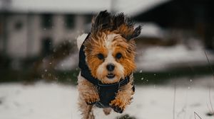 Превью обои собака, щенок, забавный, снег