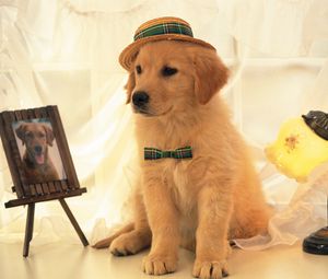 Превью обои собака, шляпа, портрет, свет