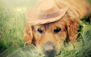 Превью обои собака, шляпа, взгляд, грусть, трава, размытость