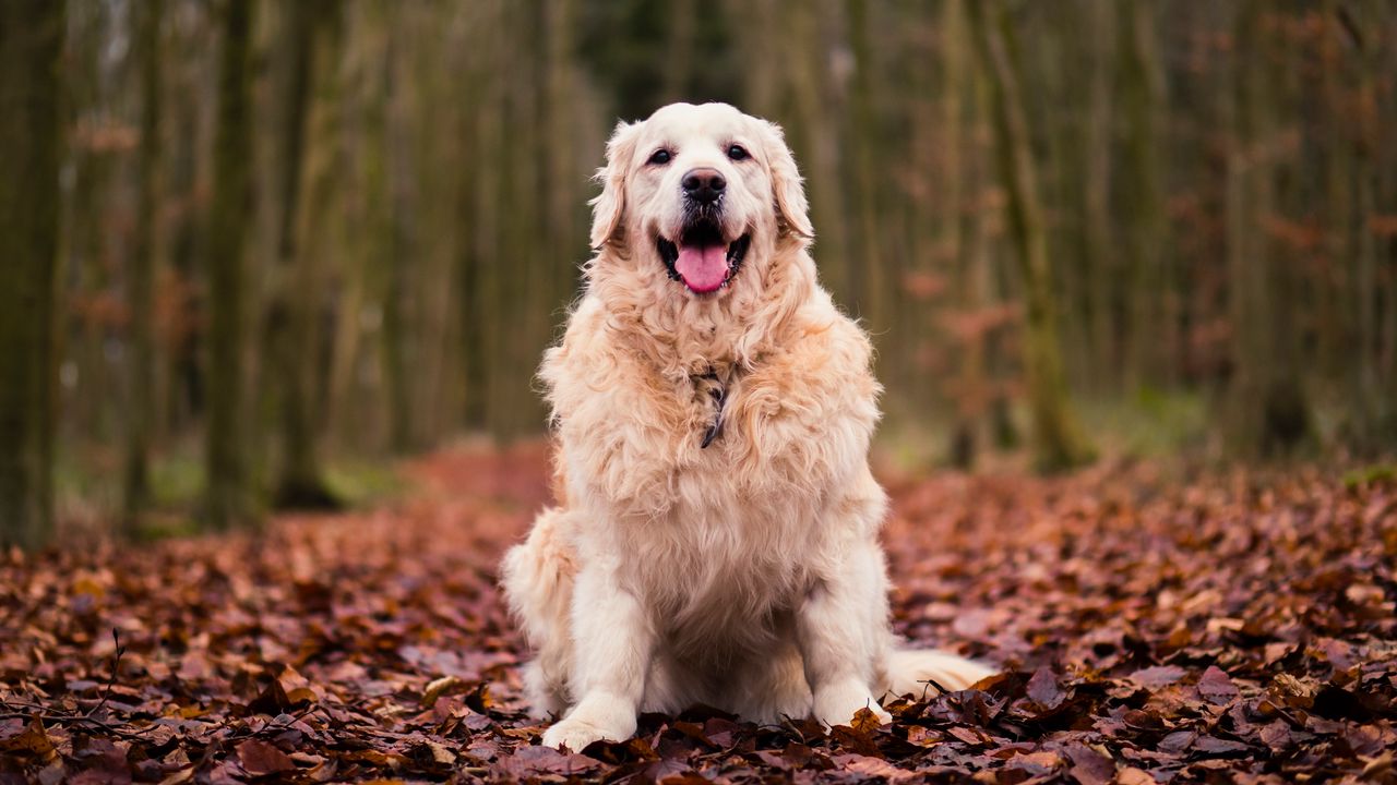 Обои собака, сидит, осень, листва