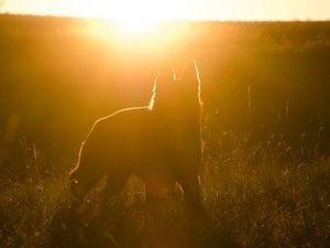 Превью обои собака, силуэт, солнечный свет