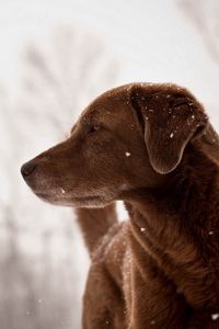 Превью обои собака, смотрит, взгляд