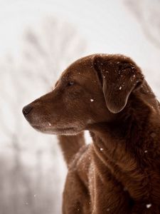 Превью обои собака, смотрит, взгляд