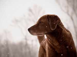 Превью обои собака, смотрит, взгляд