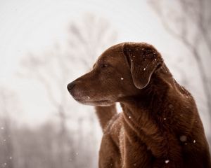 Превью обои собака, смотрит, взгляд