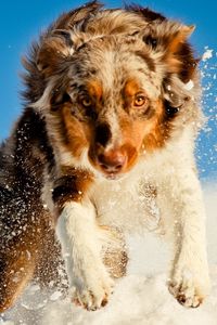 Превью обои собака, снег, бежать