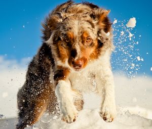 Превью обои собака, снег, бежать