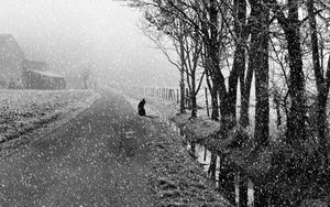 Превью обои собака, снег, чб, улица, зима