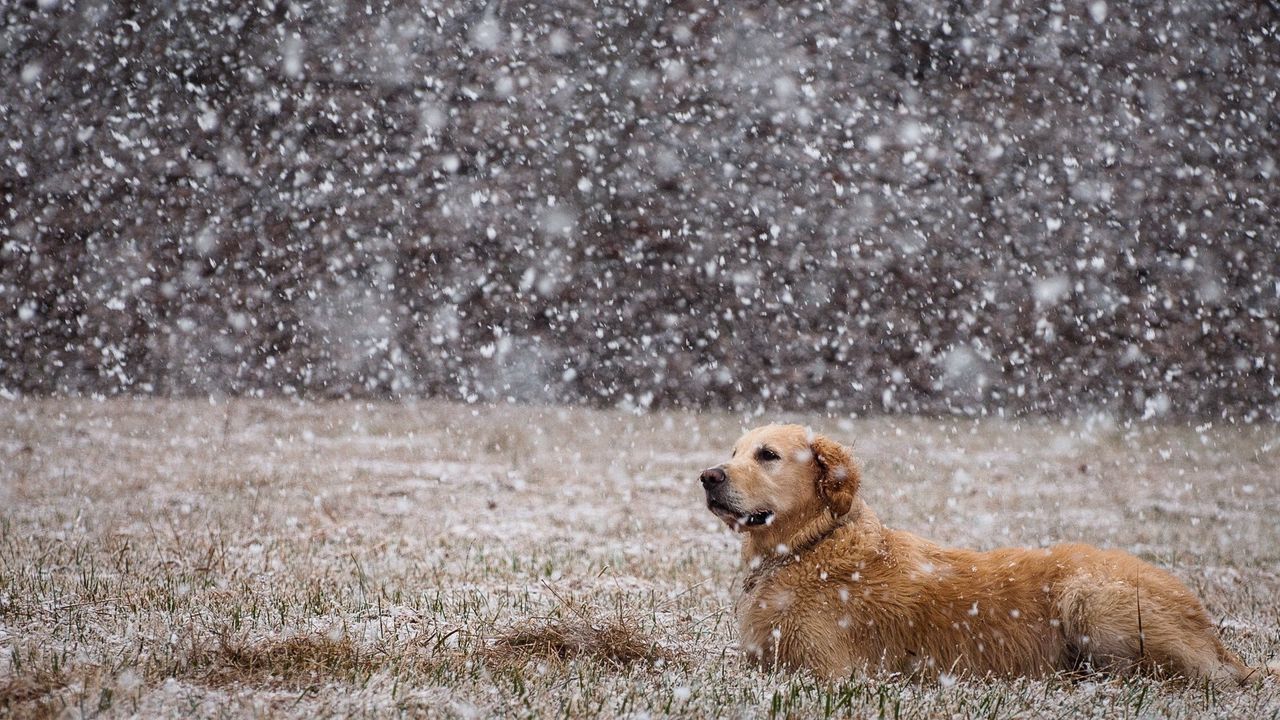 Обои собака, снег, лежать, поле, лабрадор