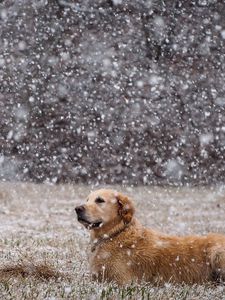 Превью обои собака, снег, лежать, поле, лабрадор