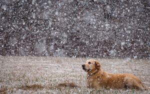 Превью обои собака, снег, лежать, поле, лабрадор