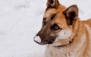 Превью обои собака, снег, милый, животное