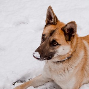 Превью обои собака, снег, милый, животное
