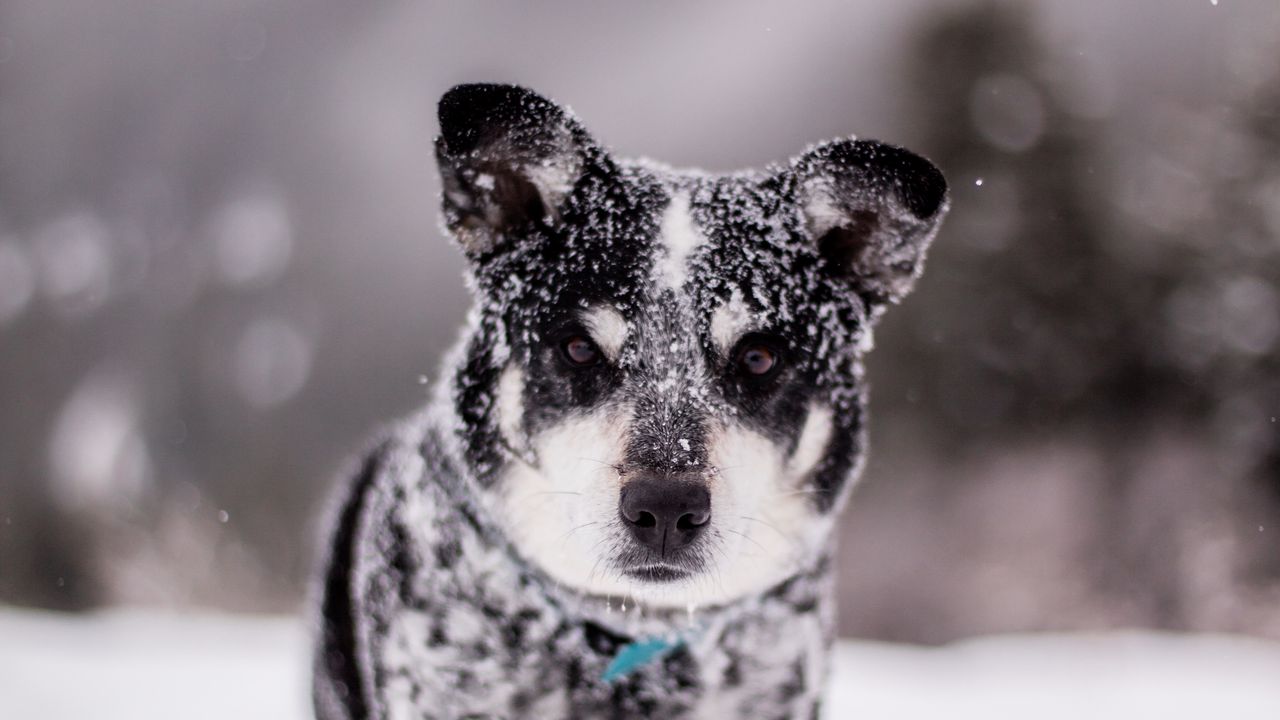 Обои собака, снег, мокрый, морда, забавный, сугроб