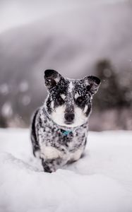 Превью обои собака, снег, мокрый, морда, забавный, сугроб