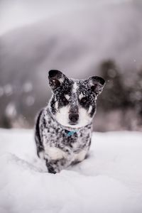 Превью обои собака, снег, мокрый, морда, забавный, сугроб