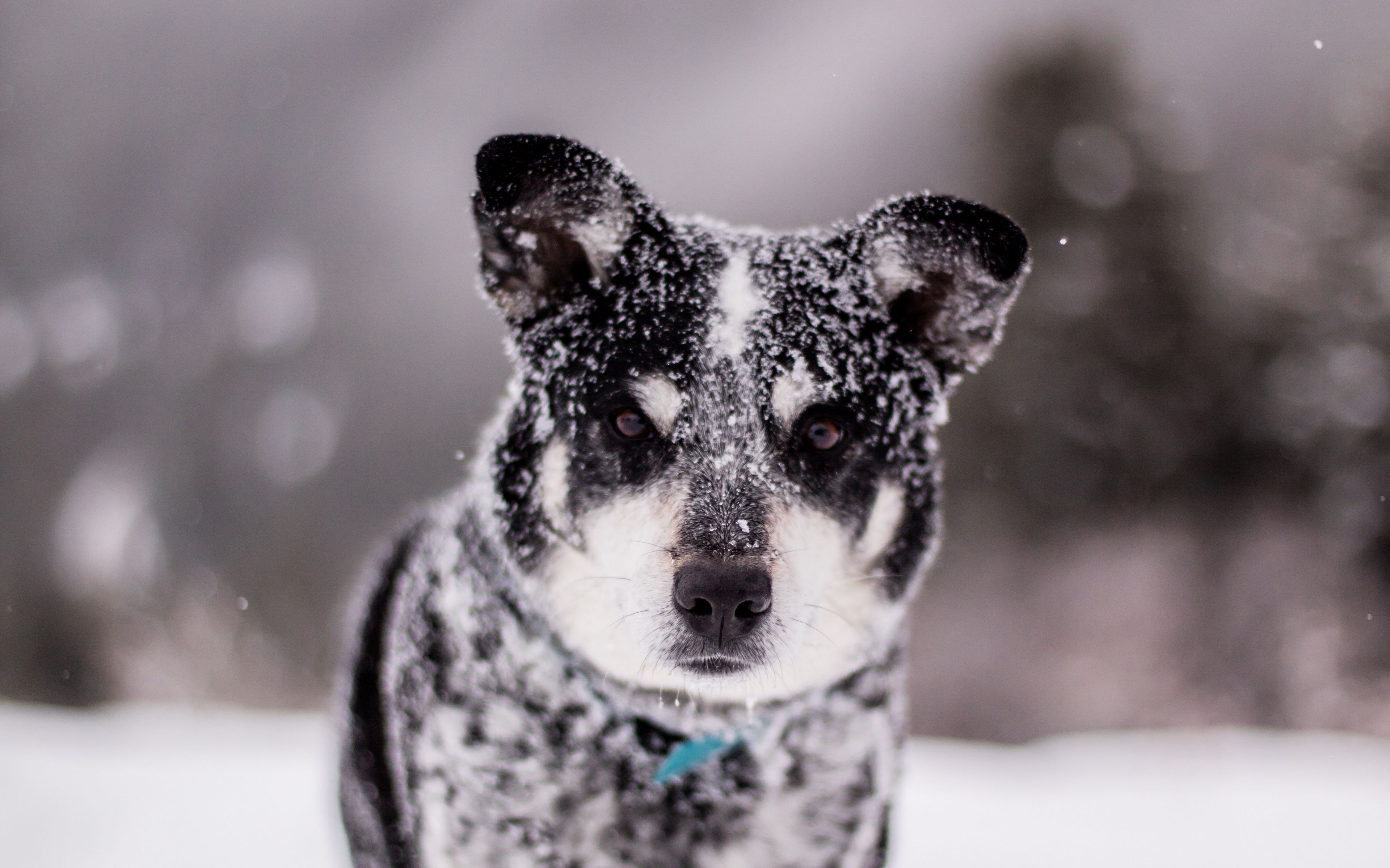 Собака снежок. Собака в снегу. Мокрый снег собака. Собака на снегу картина.