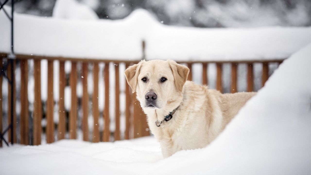 Обои собака, снег, морда, взгляд, прогулка