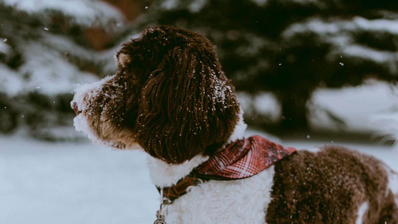 Обои собака, снег, питомец, зима, прогулка