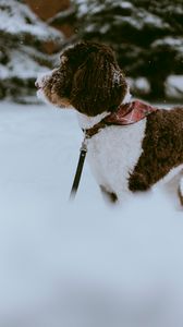 Превью обои собака, снег, питомец, зима, прогулка