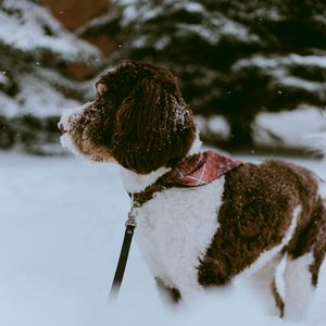 Превью обои собака, снег, питомец, зима, прогулка
