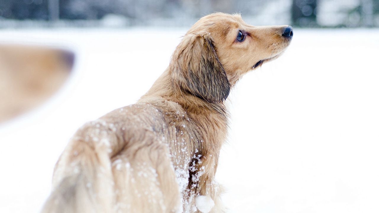 Обои собака, снег, прогулка, игривый