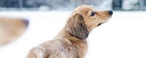 Превью обои собака, снег, прогулка, игривый