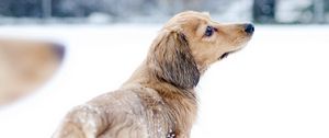 Превью обои собака, снег, прогулка, игривый